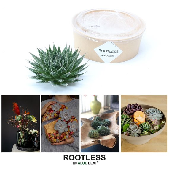 Nasad Sukulente rootless aloe aristata magic in kraft box diy 17 cm fi18 cm Q348 Nasad Sukulente rootless aloe aristata magic in kraft box diy 17 cm fi18 cm Q348
