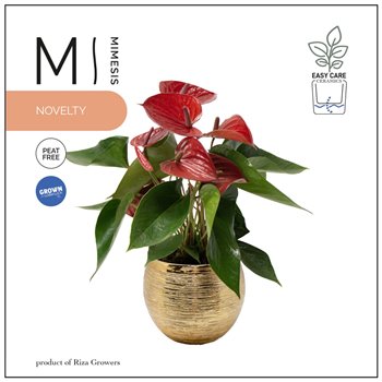 Anthurium andr  karma red Mimesis Anthurium KARMA Picanta - 12cm Brush Gold 4 fl  2 pp 45 cm fi12 cm Q380