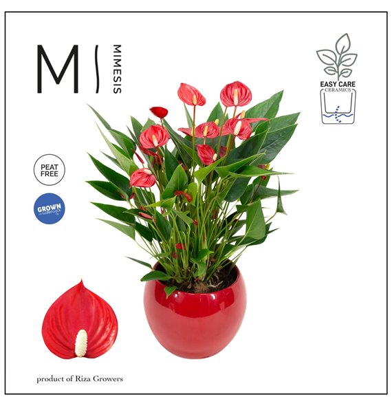 Anthurium andr million flowers red lisa red 43 cm fi12 cm Q401 Anthurium andr million flowers red lisa red 43 cm fi12 cm Q401