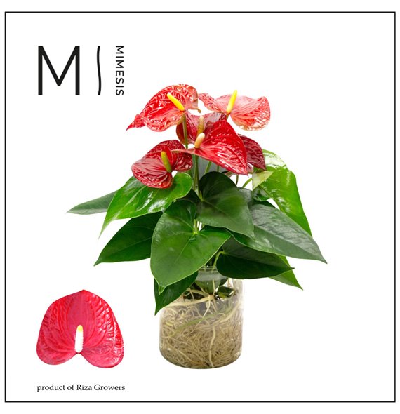 Anthurium andr karma red Agua di Karma | Melkbus 43 cm fi14 cm Q470 Anthurium andr karma red Agua di Karma | Melkbus 43 cm fi14 cm Q470