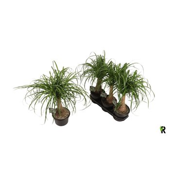 Nolina Beaucarnea recurvata rechte stem 60 cm fi19 cm Q684
