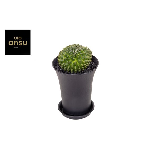 Kaktus Gymno Spineless XXL 19 cm fi12 cm Q1021 Kaktus Gymno Spineless XXL 19 cm fi12 cm Q1021