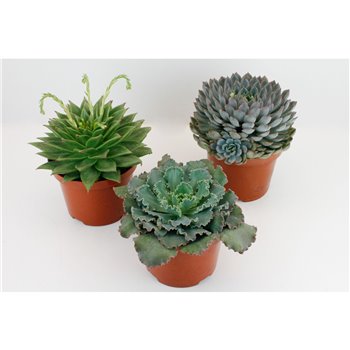 Echeveria mix 25 cm fi17 cm Q1126