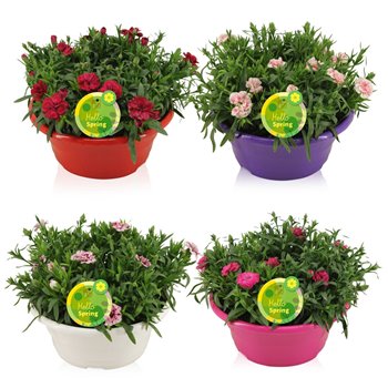 Dianthus oscar Hello Spring bowl mixed 22 cm fi23 cm Q2281