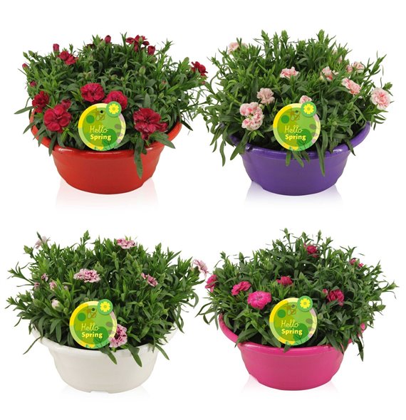 Dianthus oscar Hello Spring bowl mixed 22 cm fi23 cm Q2281 Dianthus oscar Hello Spring bowl mixed 22 cm fi23 cm Q2281