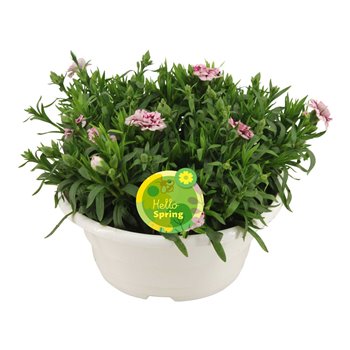 Dianthus oscar Hello Spring in bowl wit 22 cm fi23 cm Q2288