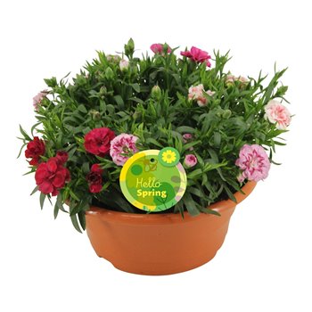 Dianthus oscar Hello Spring terracotta bowl carnaval 22 cm fi23 cm Q2291