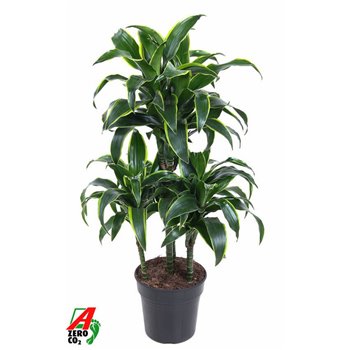 Dracena fragr  compacta dorado 45-carrousel 90 cm fi21 cm Q2502