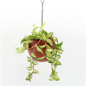 Nasad Globee Indoor Hoya carnosa Tricolor 109 1 pp 30 cm fi20 cm Q3125