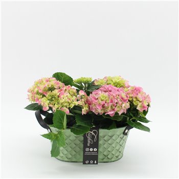 Nasad Hortenzija KHCR-2514RZ Hortenzija creatie 2 pp 35 cm fi25 cm Q3128