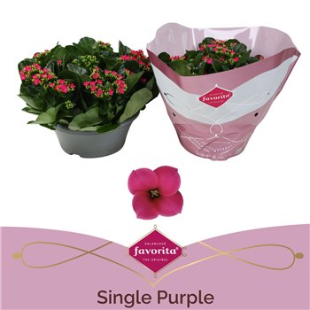 Kalanhoja paars single purple 27 cm fi23 cm Q3296