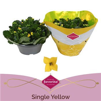Kalanhoja geel single yellow 27 cm fi23 cm Q3299