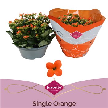 Kalanhoja oranje single orange in box 27 cm fi23 cm Q3304