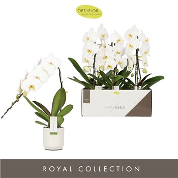 Orhideja Phalaenopsis wit Formidablo - Niagara Falls - 1 stems  12+ flower - Lazio White ceramic 65 cm fi12 cm Q4377