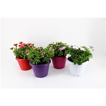 Osteospermum margarita mix patiopot 30 cm fi22 cm Q4493