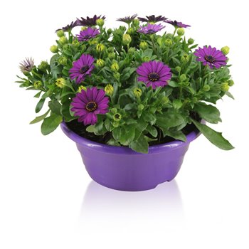 Osteospermum margarita purple in bowl paars 27 cm fi23 cm Q4497