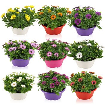 Osteospermum margarita mix in bowl mixed kleur potten 27 cm fi23 cm Q4499
