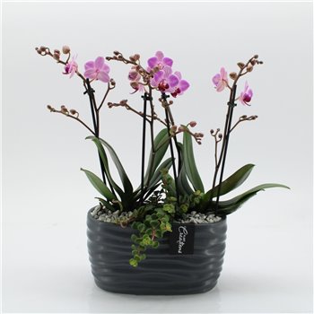 Orhideja Phalaenopsis PHAL-2545RZ Orhideja Phalaenopsis creatie 2 pp 50 cm fi22 cm Q4675