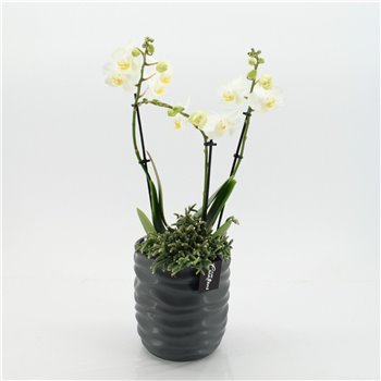 Orhideja Phalaenopsis PHAL-2544W Orhideja Phalaenopsis Creatie 2 pp 60 cm fi16 cm Q4676