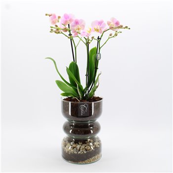 Orhideja Phalaenopsis PHAL-2528RZ Orhideja Phalaenopsis creatie 1 pp 65 cm fi17 cm Q4702