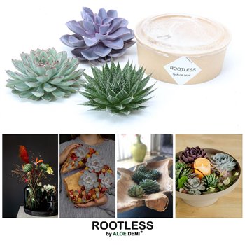 Nasad Sukulente rootless succulent mix in kraft box diy 17 cm fi18 cm Q5200