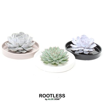 Nasad Sukulente rootless echeveria mix in panda bowl 9 cm fi20 cm Q5238
