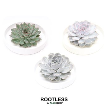 Nasad Sukulente rootless echeveria mix in tapir bowl 9 cm fi20 cm Q5241