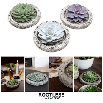 Nasad Sukulente rootless echeveria mix in koala bowl 9 cm fi20 cm Q5242