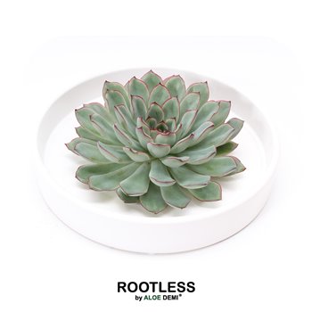 Nasad Sukulente rootless echeveria pulidonis in tapir bowl 9 cm fi20 cm Q5244