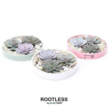 Nasad Sukulente rootless echeveria mix garden in octopus bowl 9 cm fi20 cm Q5256