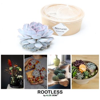 Nasad Sukulente rootless echeveria lilacina in kraft box diy 17 cm fi18 cm Q5257