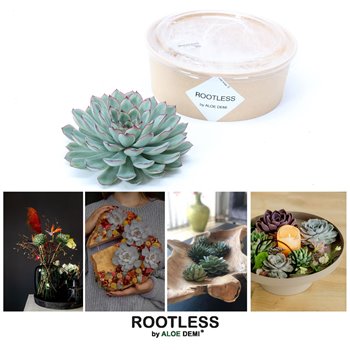 Nasad Sukulente rootless echeveria pulidonis in kraft box diy 17 cm fi18 cm Q5260