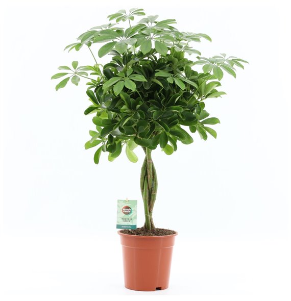Šeflera arboricola nora 75 cm fi19 cm Q5705 Šeflera arboricola nora 75 cm fi19 cm Q5705