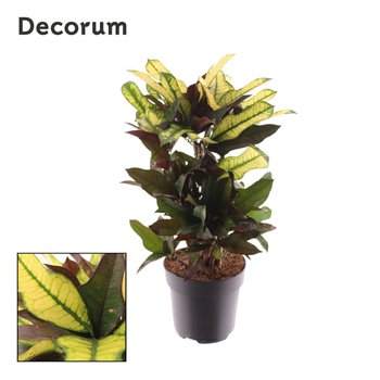 Kroton wilma Croton Wilma branched (Decorum) 1 pp 55 cm fi17 cm Q2154