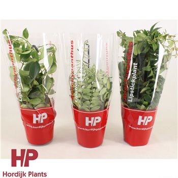 Aeschynanthus mix hp 35 cm fi15 cm Q90