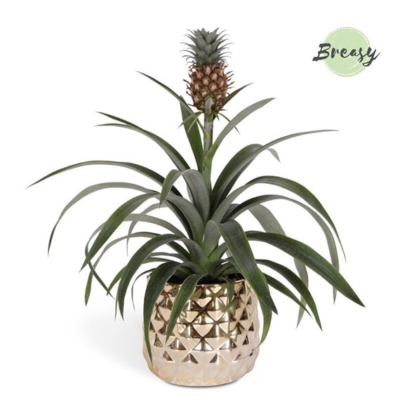 Ananas mi amigo Royal Crown ceramic - Goud 40 cm fi13 cm Q362 Ananas mi amigo Royal Crown ceramic - Goud 40 cm fi13 cm Q362