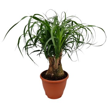 Nolina Beaucarnea recurvata branched 45 cm fi19 cm Q675