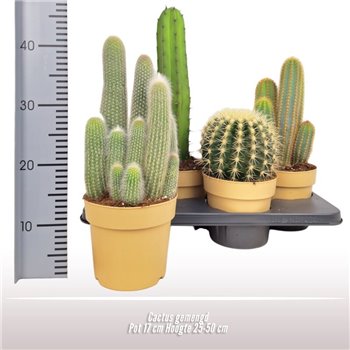 Kaktus mix 25 cm fi17 cm Q1018