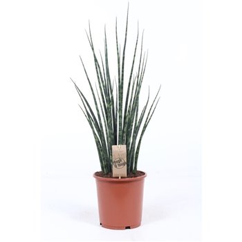 Taščin jezik - Sanseveria fernwood mikado 70 cm fi19 cm Q1186