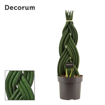 Taščin jezik - Sanseveria cylindrica braid decorum 55 cm fi17 cm Q1343