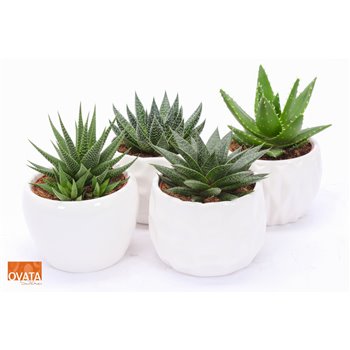 Sukulente mix SuPure® - Succulent mix ROCKS in Paros 15 26 cm fi15 cm Q1705