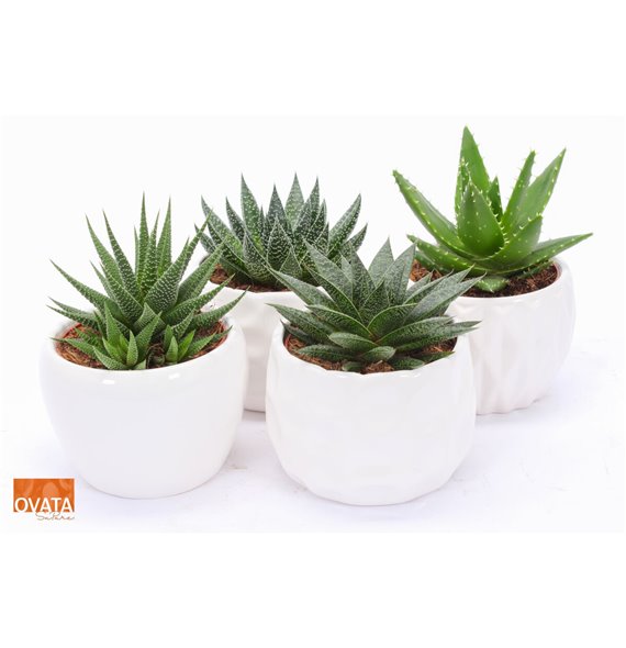 Sukulente mix SuPure® - Succulent mix ROCKS in Paros 15 26 cm fi15 cm Q1705 Sukulente mix SuPure® - Succulent mix ROCKS in Paros 15 26 cm fi15 cm Q1705