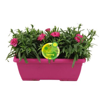 Dianthus oscar Hello Spring in duobak roze 22 cm fi25 cm Q2266