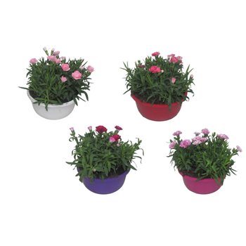 Dianthus oscar Hello Spring in bowl mixed 25 cm fi19 cm Q2278