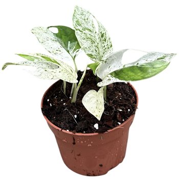 Epipremnum Pinnatum Marble Variegata 15 cm fi10.5 cm Q2616