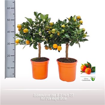 Citrus microcarpa Calamondin on stem 45 cm fi17 cm Q2726