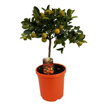 Citrus microcarpa calamondin on stem 60 cm fi19 cm Q2731