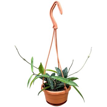 Hoya minibelle hangpot 2.5 cm fi10.5 cm Q3115