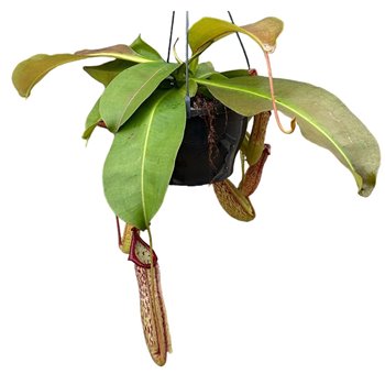 Nepenthes Miranda monkey jars hangpot 40 cm fi20 cm Q3603