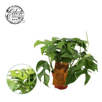Monstera minima 30 cm fi12 cm Q3610